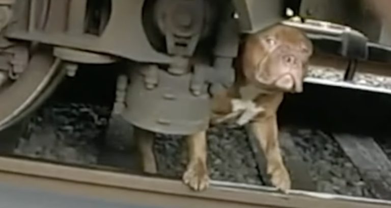 Police Officers Come to the Rescue of Scared Pit Bull Stuck Under Train