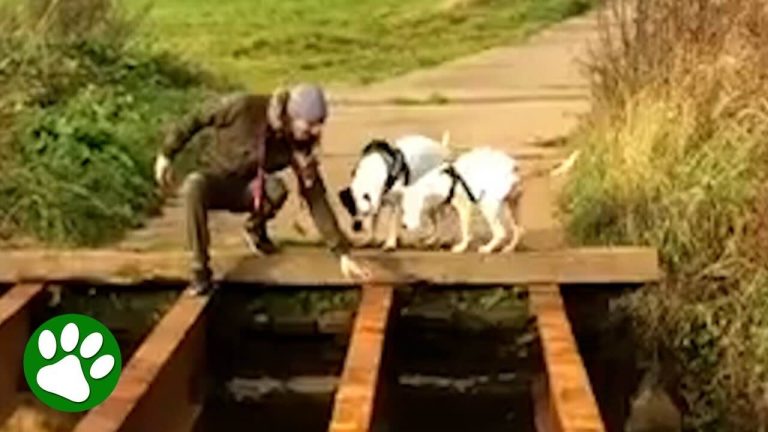 dog trying to cross bridge