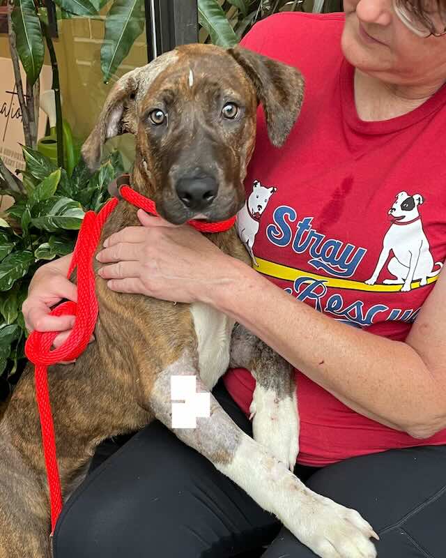 hawkeye at Stray Rescue of St. Louis