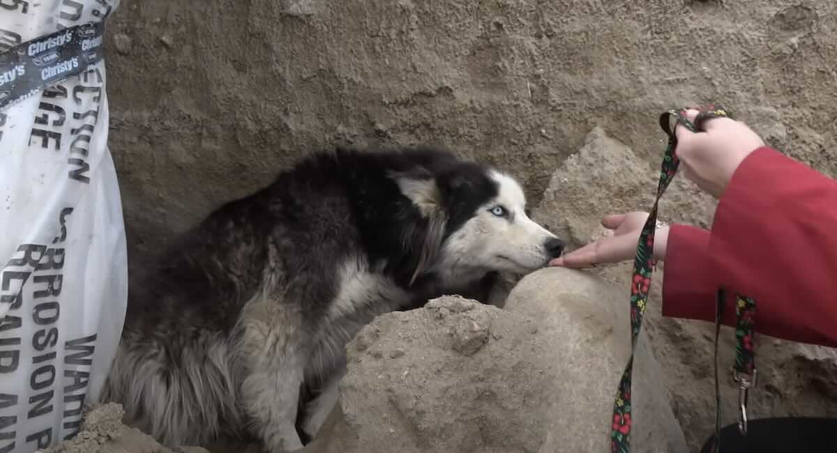 Pregnant Husky Abandoned at Construction Site Rescued Just in Time