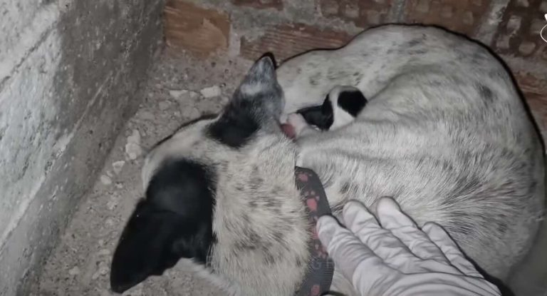 mama dog and her pups rescued from basement