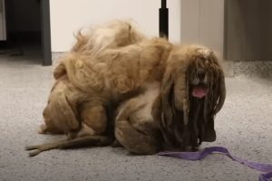 Extremely Matted Dog Transforms Into Happiest Little Pup