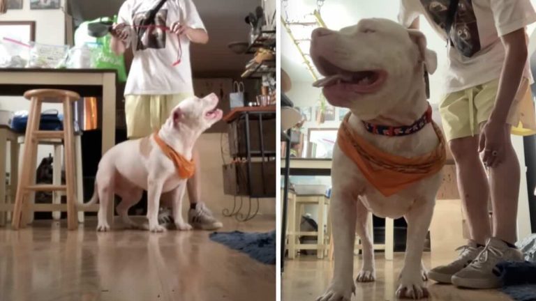 blind and deaf pittie knows when it's walkies