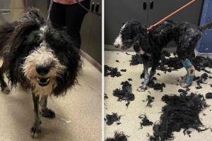 Matted Dog With Stinking Cast Around His Leg Brought To Shelter, Rescuers Shocked By What They Find
