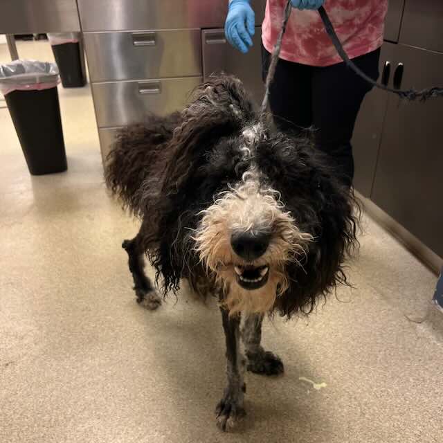 Matted Dog With Stinking Cast Around His Leg Brought To Shelter ...