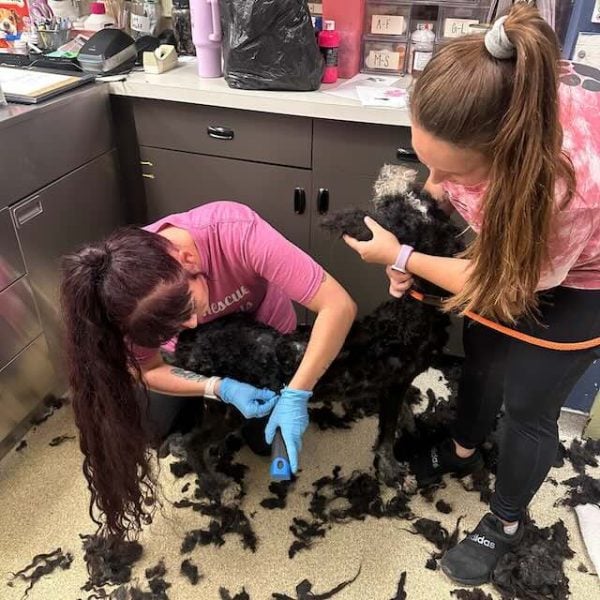 Matted Dog With Stinking Cast Around His Leg Brought To Shelter ...