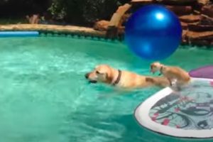 Chihuahua Stays Dry In Pool Thanks To His Friend