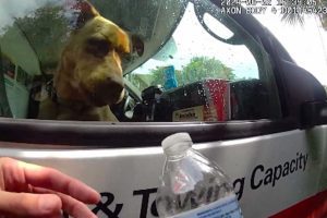 Dog Rescued from Hot Truck After Owners Left Him There to Go to Beach