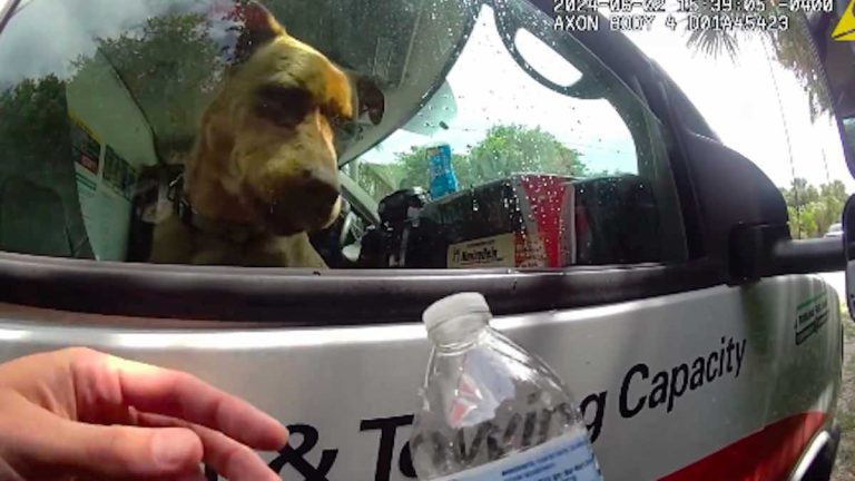dog rescued from hot truck at Florida beach