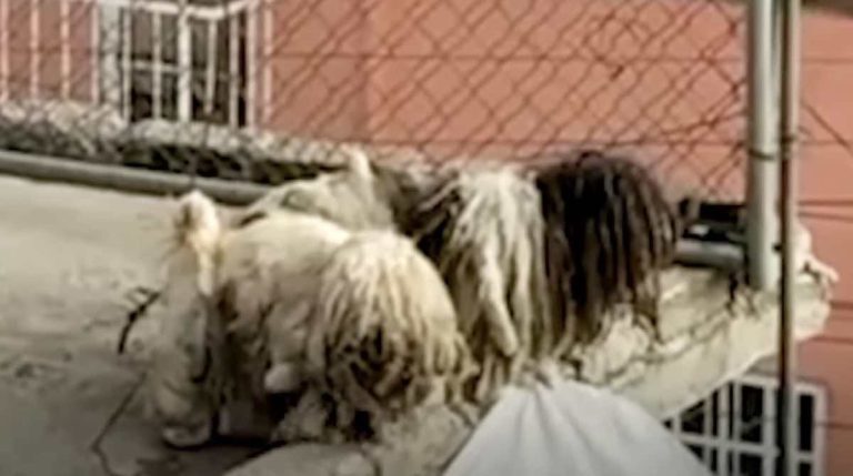 dogs chained on rooftop rescued