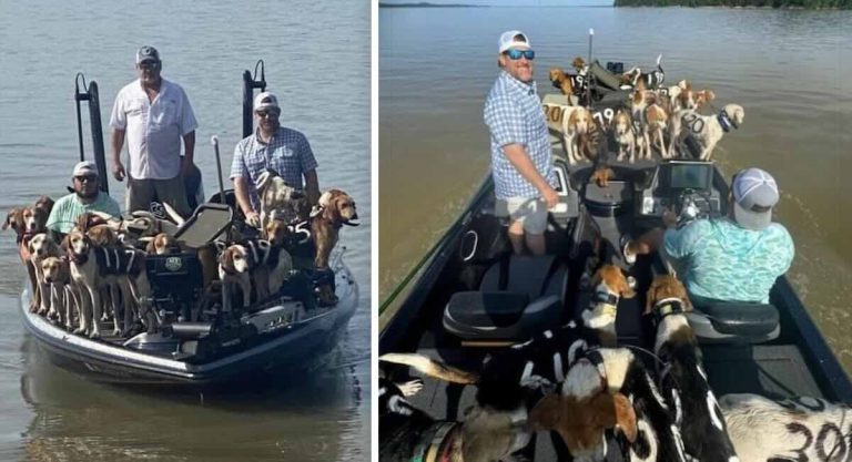 38 dogs rescued from Mississippi lake