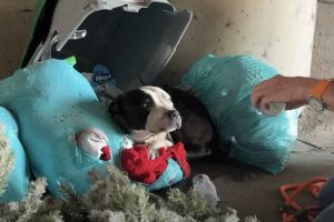 Stray Dog Laying in Trash has Heart-melting Reaction When He Sees Rescuers