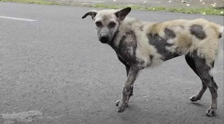 Abandoned ‘Hyena’ Dog Goes from Scared to Happy When She Sees Rescuer Again