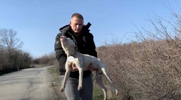 injured pittie rescued from the side of the road