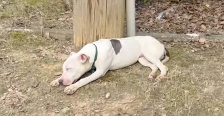 Woman Finds Pit Bull Lying by Utility Pole, Discovers He is Deaf