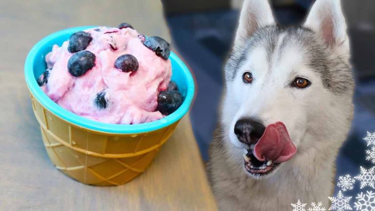 blueberry ice cream for dogs