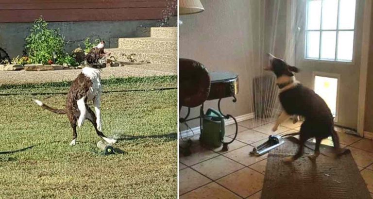 Dog Brings Sprinkler Inside To Continue Having Fun
