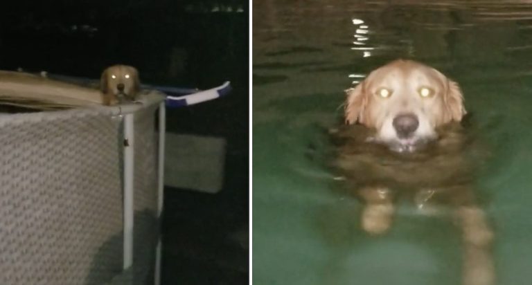 Duke the dog has a pool addiction