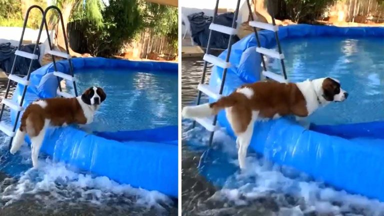 Gigi steps in pool