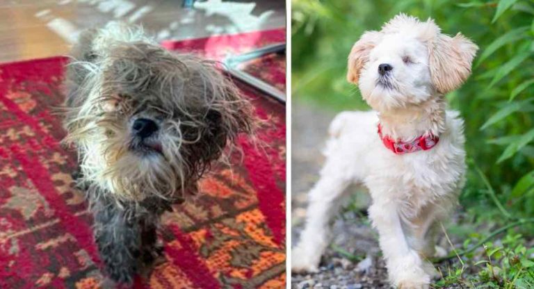 Honey the blind dog rescued and up for adoption