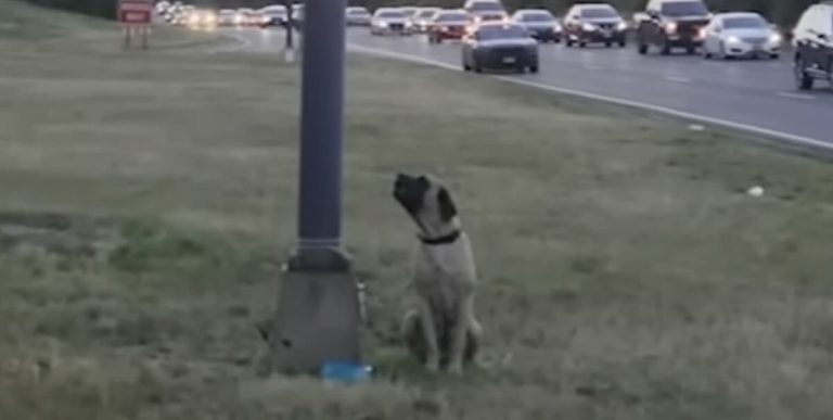 A mastiff was abandoned by the side of the road