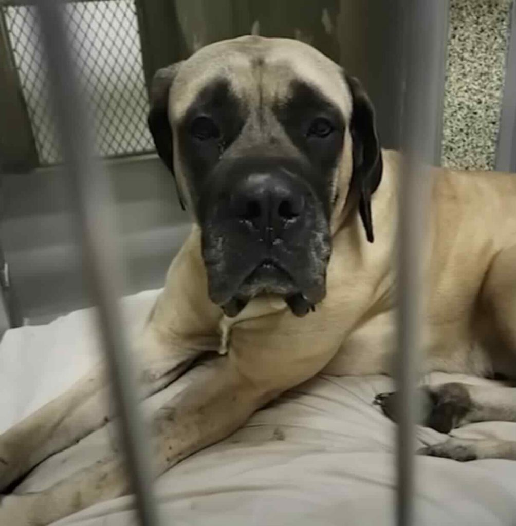 Roxi is now safe at the shelter