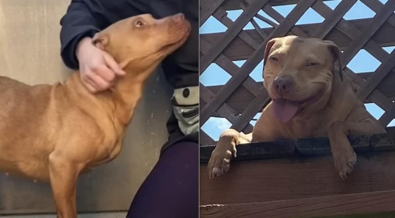 Dog Scared of Her Own Shadow Now Won’t Stop Smiling