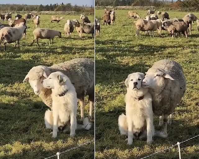 dog's work day interrupted by sheep