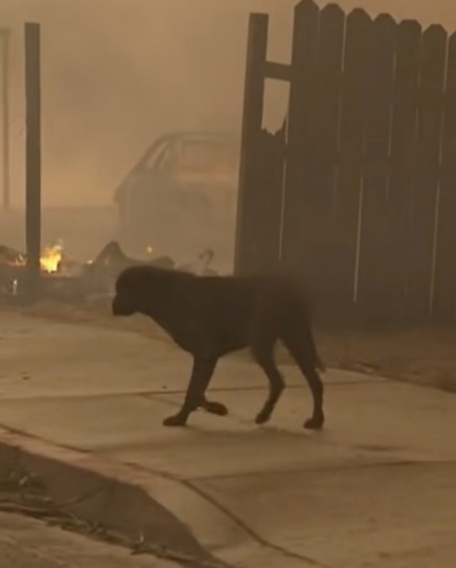 dog comforted by firefighter