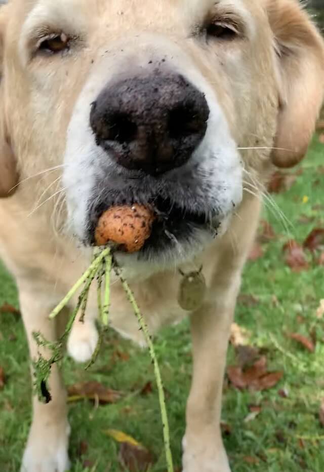 Buddy eats carrots