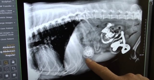 corn cob in stomach of dog
