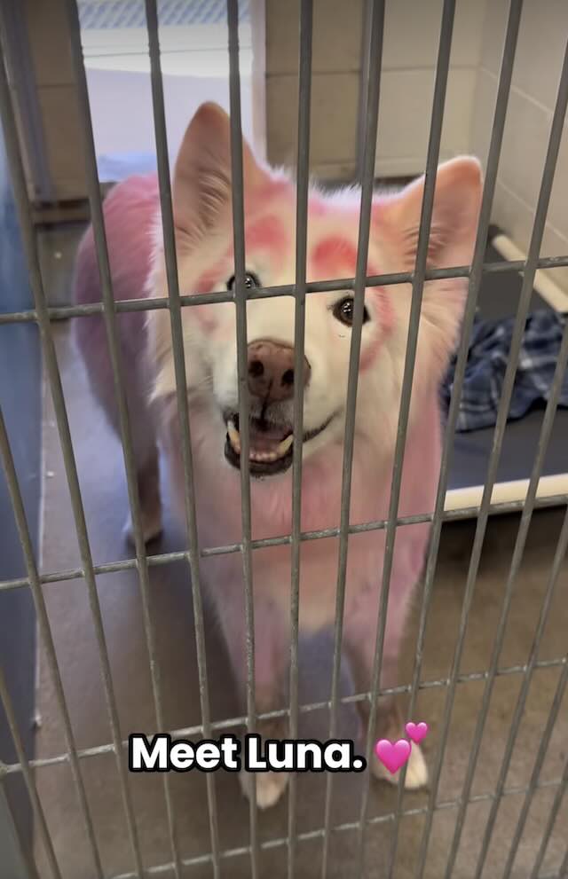 Luna at Maricopa County Animal Care & Control