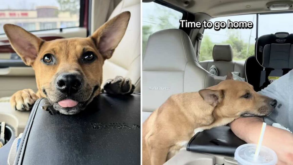 pup shows up at man's work
