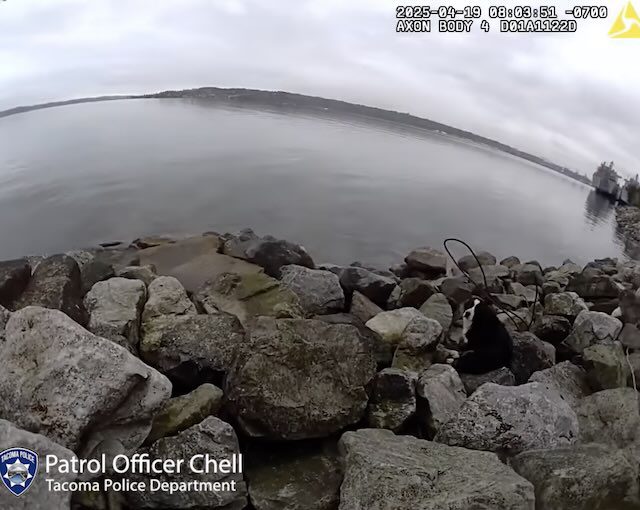 Bernese Mountain dog rescued from beach in Tacoma