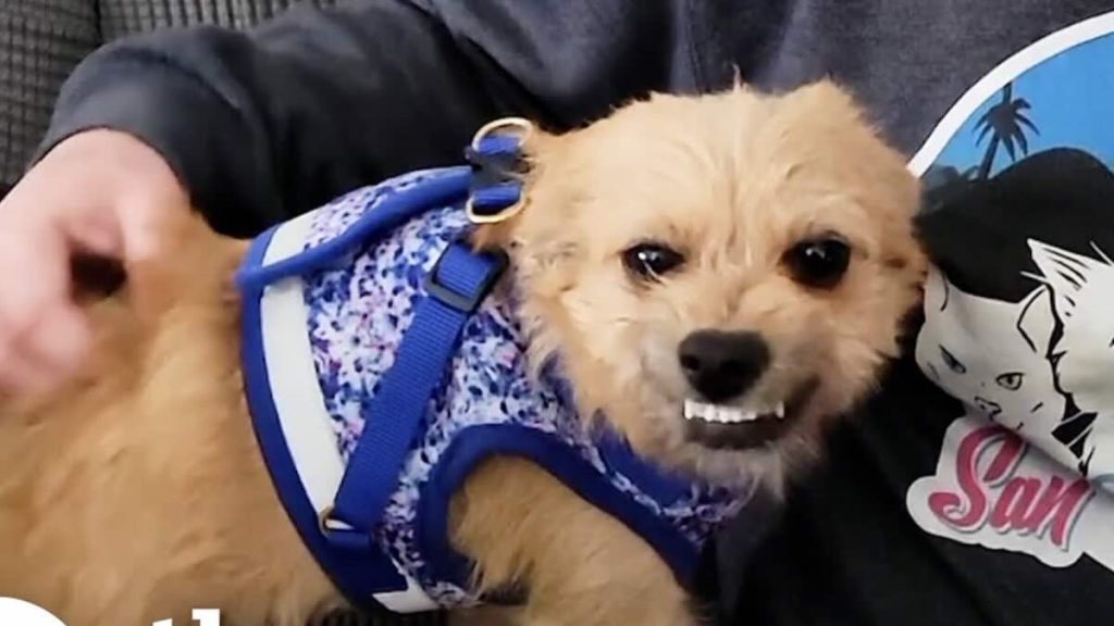 dog with limp rescued