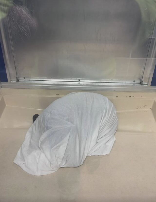 senior dog hides under sheet at shelter