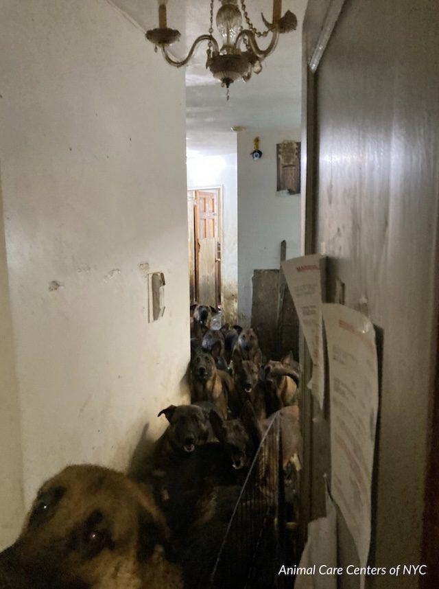 Belgian Malinois found crammed in NY apartment
