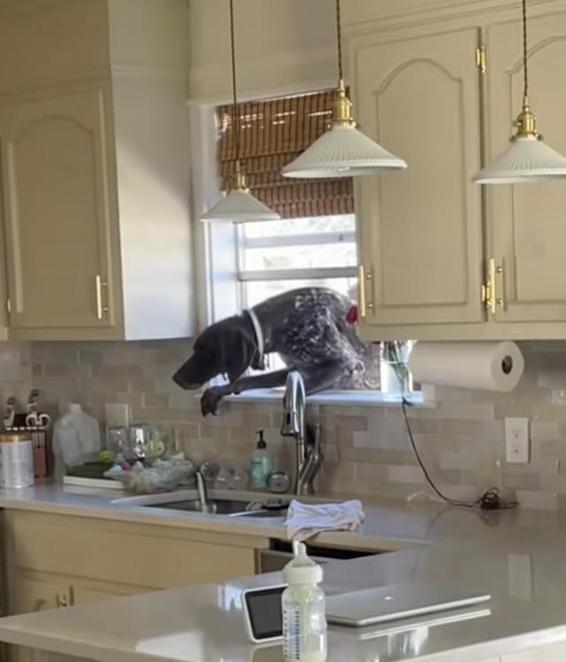 Ranger sneaking through window
