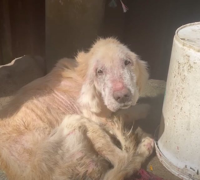 Tina before she was rescued
