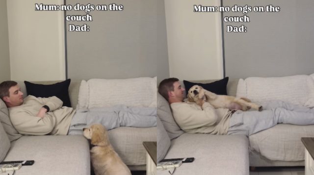 puppy gets cuddle with dad