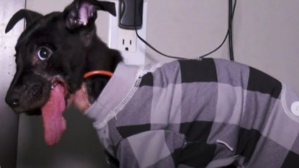 Gabriel the puppy rescued from St. Lucia