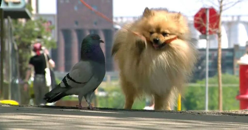 pigeon and dog friendship