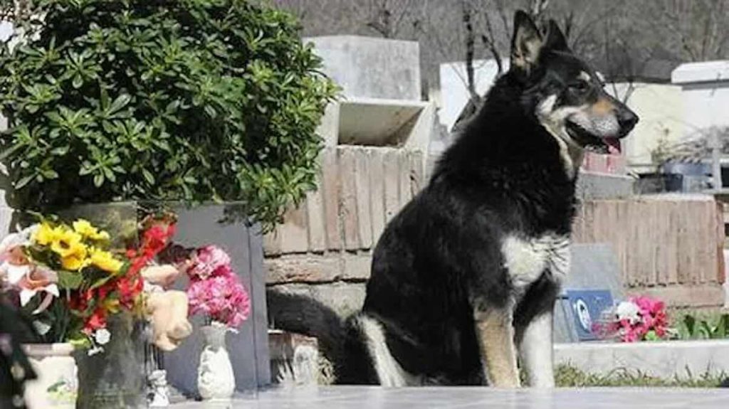 loyal dog at graveside