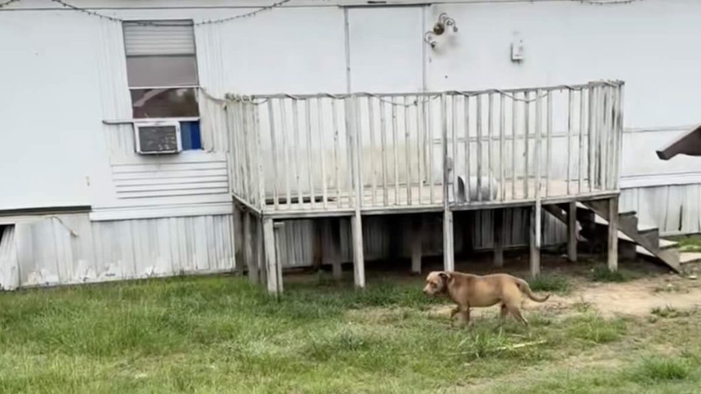 woman rescues dog at neighbors