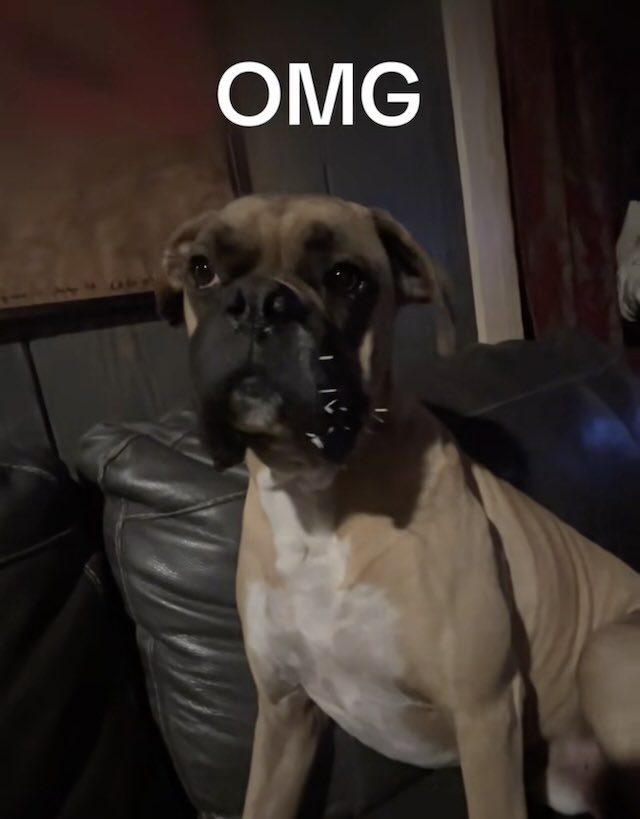 dog with quills