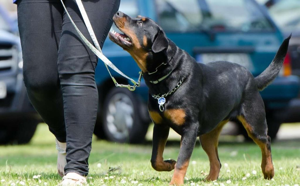 dog being trained