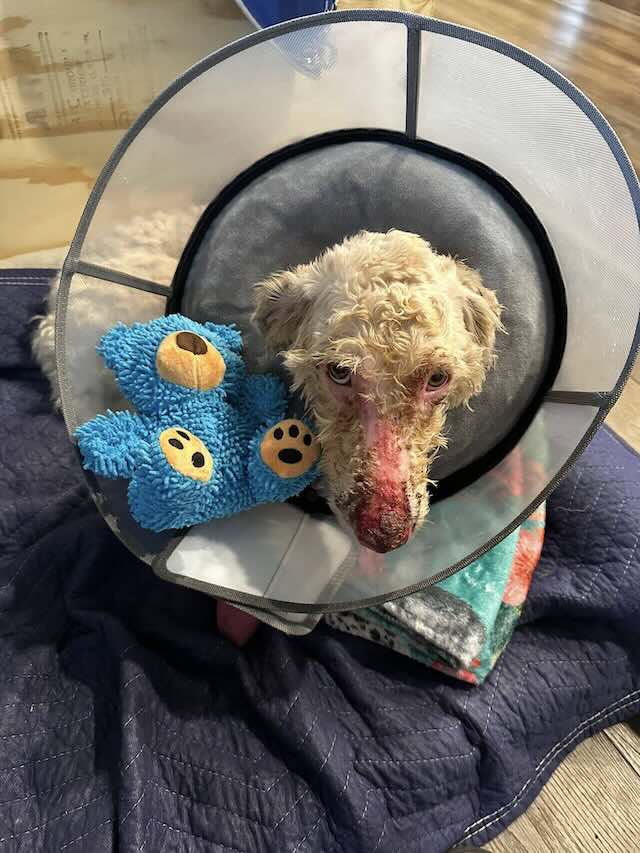 Guapo is healing