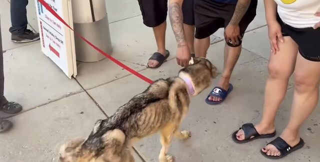 This sweet Husky reunited with her family. Chicago Animal Care and Control