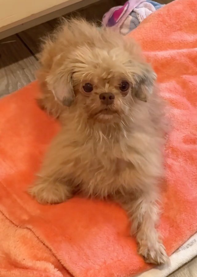 Sasha rescued off the side of the highway