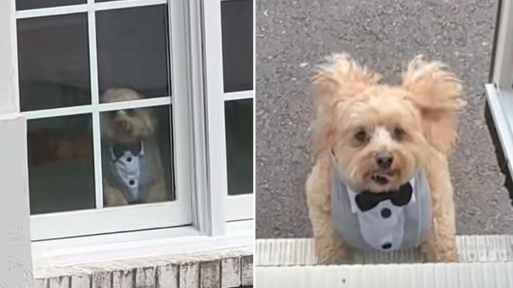 Crush the maltipoo